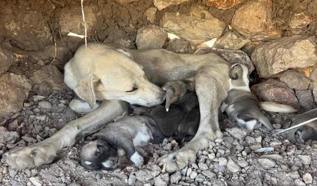 Sıkıştıkları Yerden Çıkarılan Yavru Köpekler Annelerinin Yanına Bırakıldı