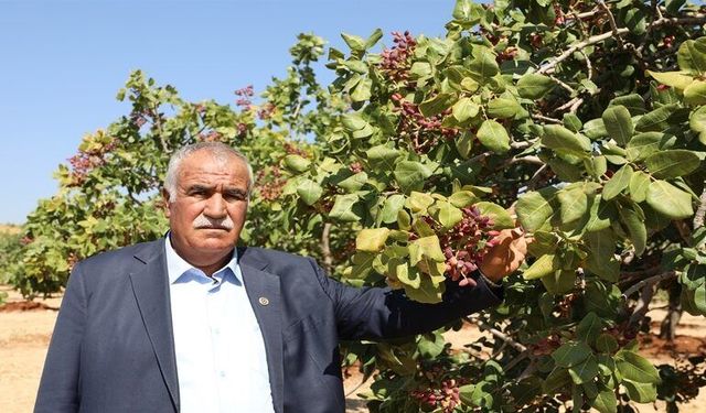 ‘Yeşil Altın’da Hasat Sürüyor: Üretici Fiyat Farkından Şikayetçi