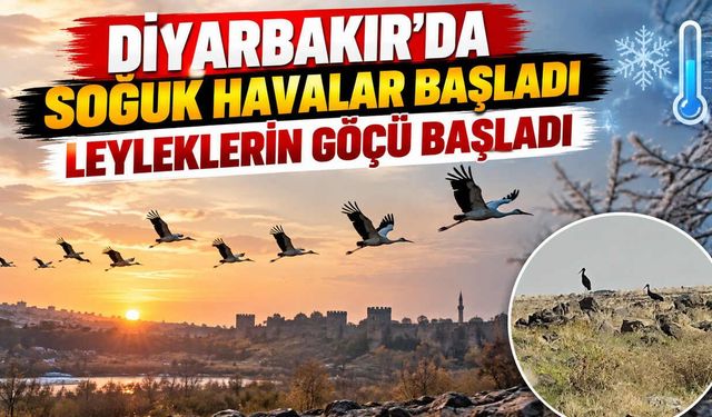 Diyarbakır'da Soğuk Havalar Başladı: Leyleklerin Göçü Başladı