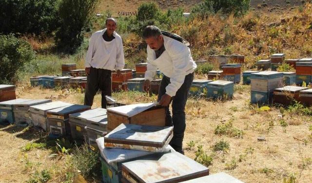 Kato ve Kel Mehmet dağlarının arasında bal hasadı heyecanı