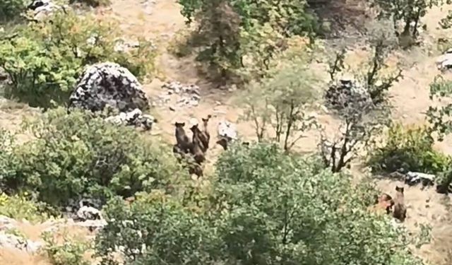 Yaylada ortaya çıkan domuz sürüsü dikkat çekti