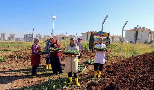 Diyarbakır’da Kadınların Yönettiği 18 Dönümlük Bostanda Yeni Dönem