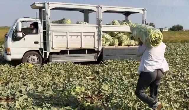 Erken Saatlerde Başlayan Acur Hasadı Tarlalardan Toplanıyor