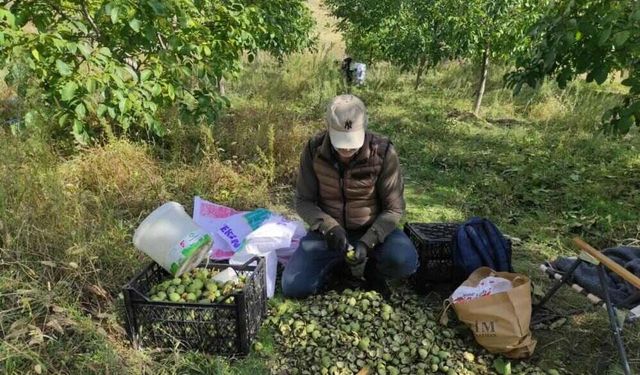 Sason’da Sonbahar Renkleriyle Birlikte Ceviz Mesaisi de Başladı
