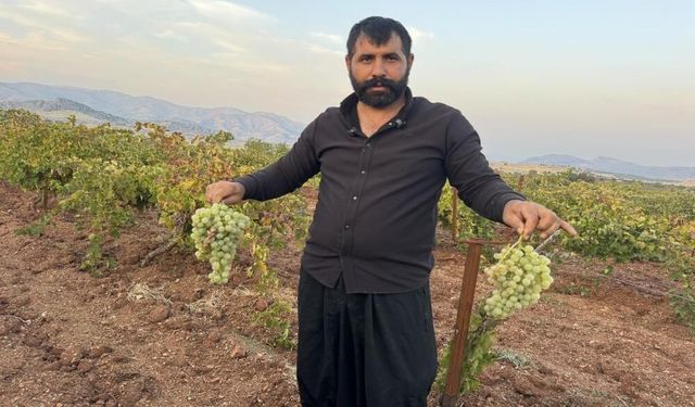 Çermik’te Üzüm Hasadı Başladı: Rekolte Yüksek, Üreticinin Yüzü Gülüyor