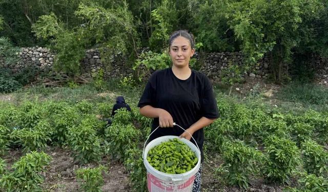 Coğrafi Tescilli Çermik Biberinde Son Hasat Heyecanı Başladı