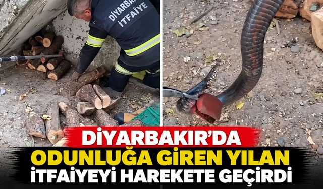 Diyarbakır’da odunluğa giren yılan itfaiyeyi harekete geçirdi