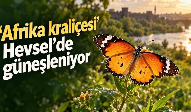 'Afrika kraliçesi' Hevsel'de güneşleniyor