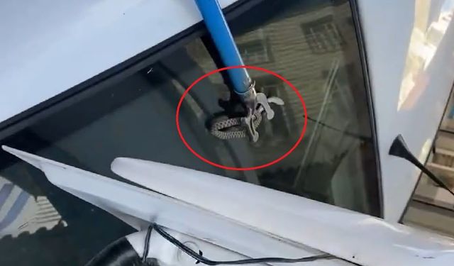 Bagajına yılan giren araç sahibinin yardımına esnaf yetişti