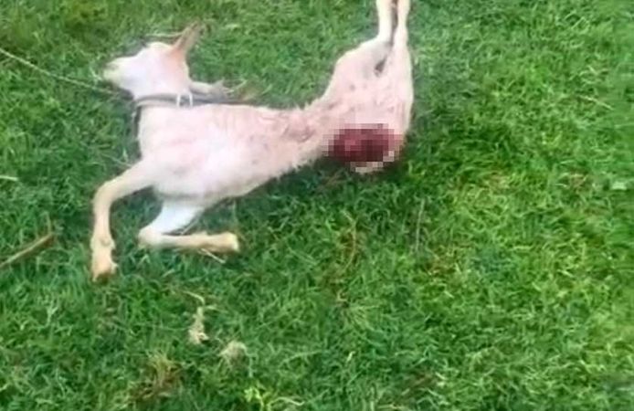 Başıboş sokak köpekleri, iki keçiyi telef etti