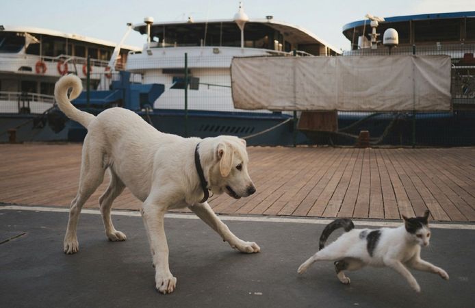 Türkiye'de Sahipsiz Köpek Sorunu Yeniden Gündemde