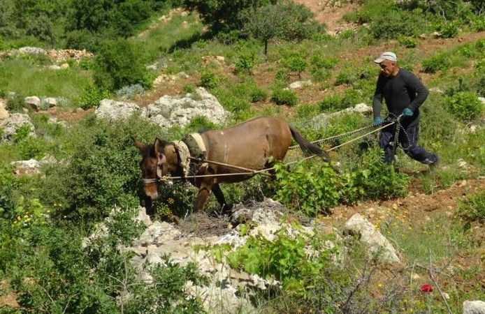 Dik yamaçlarda Asırlık Tarım Yöntemi Hayat Buluyor