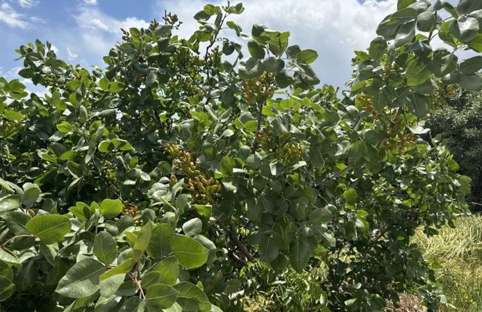 Diyarbakır'da Fıstıkta Rekolte Hedefi İkiye Katlandı