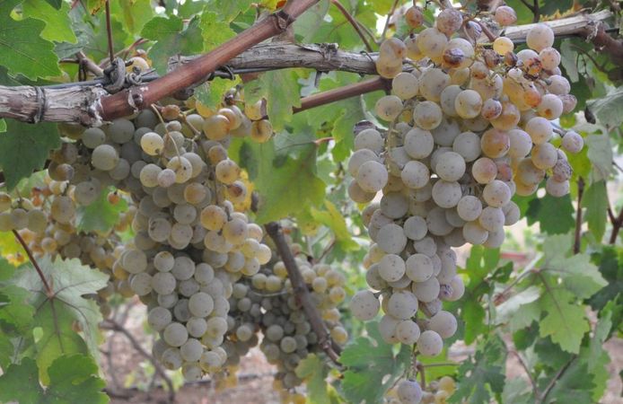 Gercüş’te Üretim, İşleme ve Paketleme Tesisi Kurulacak