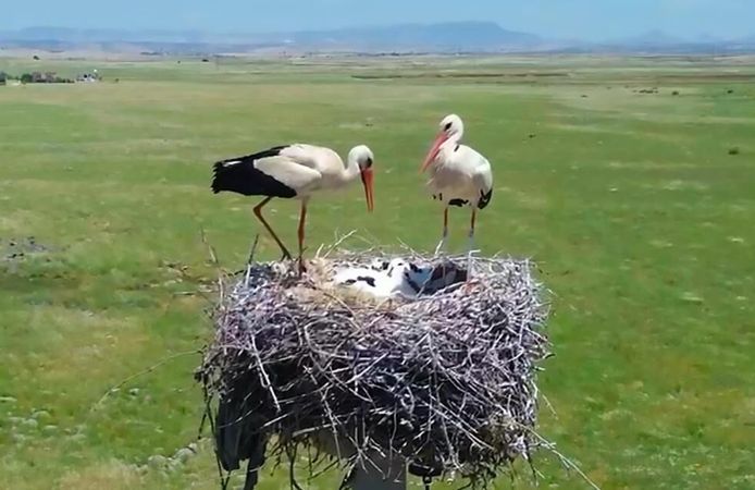 Dicle Elektrik, Göçmen Kuşları Koruma Projesini Genişletiyor