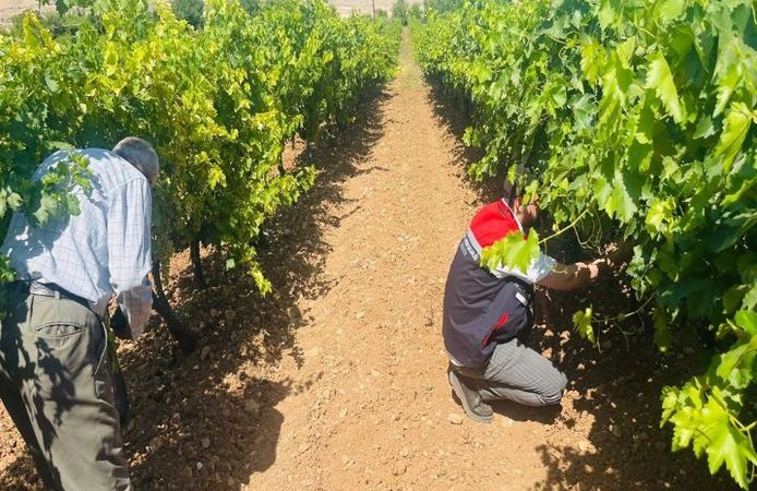 Tarım Ekiplerinden Bağ Sahalarında Külleme Mesaisi