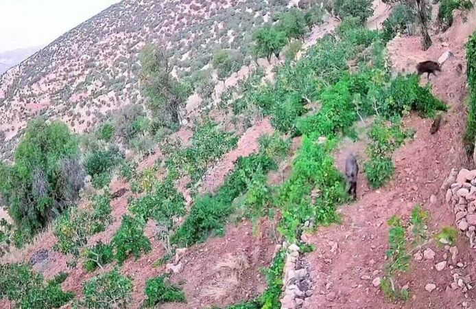 Domuzlar Tarım Arazilerine İndi: Fıstık ve Bağlar Zarar Gördü