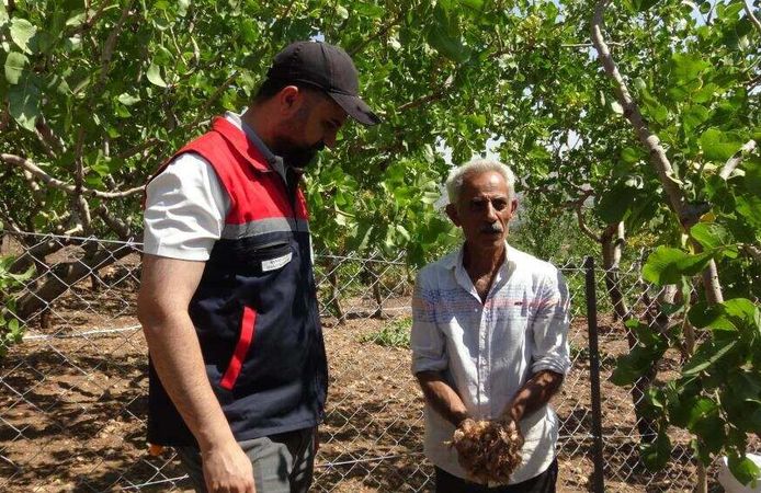 Merak Ettiği Safran Çiftçinin Yüzünü Güldürdü