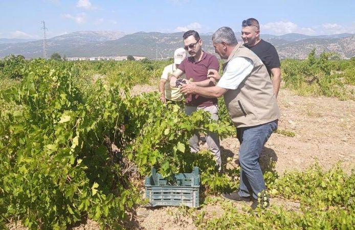 Binbir Emekle Yetiştirilen Üzümler Kasalardaki Yerini Alıyor