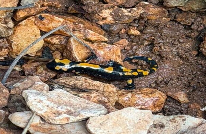 Nadir Görülen Ateş Semenderi Görüntülendi