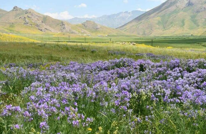Şırnak'ta 2 Bin 650 Rakımda Lavanta Şöleni