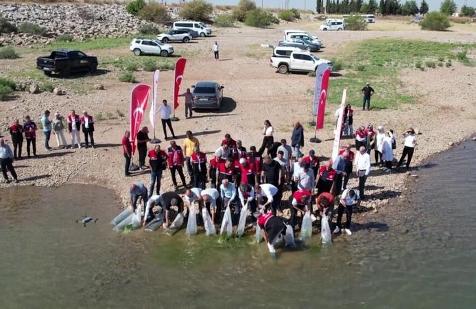 Çamgazi Barajı’na 680 Bin Yavru Sazan Bırakıldı