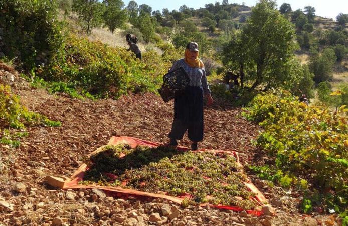 Bağ Bozumu Başladı: Kışlık Kuru Üzüm İçin Hummalı Çalışma