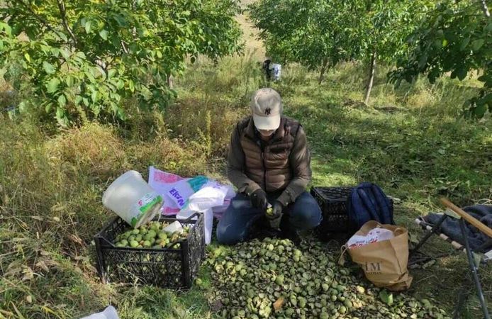 Sason’da Sonbahar Renkleriyle Birlikte Ceviz Mesaisi de Başladı