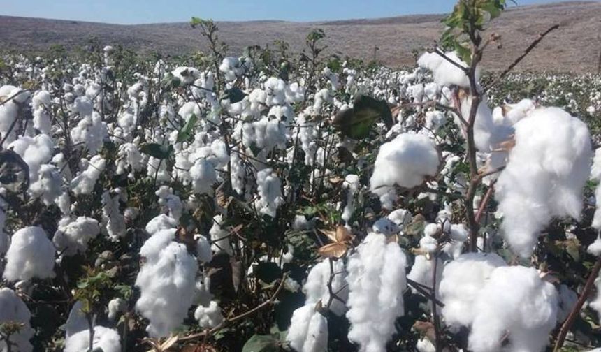PAMUKTA YAŞANAN KRIZE ÇÖZÜM ARANIYOR