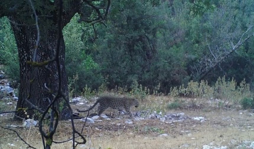Anadolu Parsı Uzun Bir Aradan Sonra Tekrar Göruntülendi
