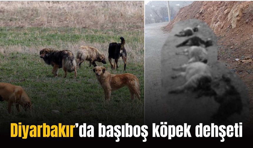 Diyarbakır’da başıboş köpek dehşeti: 15 hayvanı telef ettiler