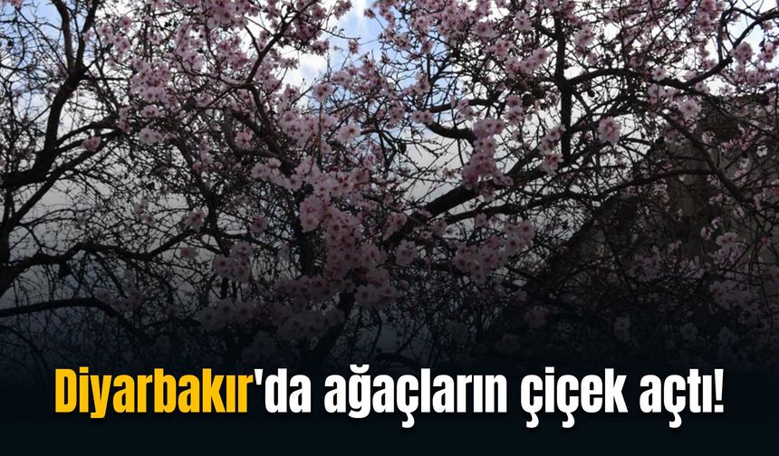 Diyarbakır'da ağaçlar çiçek açtı!