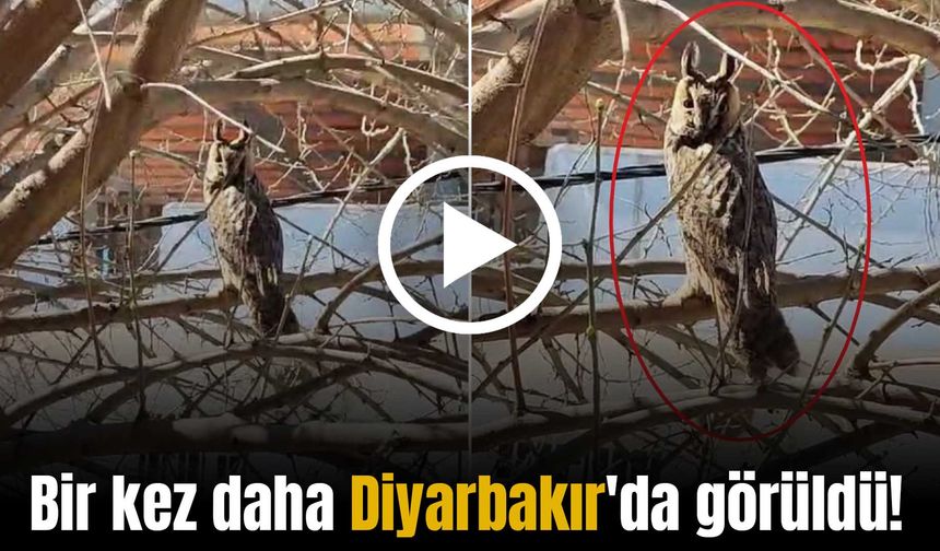 Nesli tehlike altında: Bir kez daha Diyarbakır'da görüntülendi