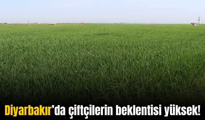 Diyarbakır’da bu yıl çiftçilerin rekolte beklentileri yüksek