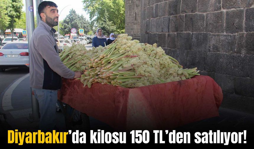 Diyarbakır’da tezgahlardaki yerini aldı: Birçok hastalığa şifa kaynağı