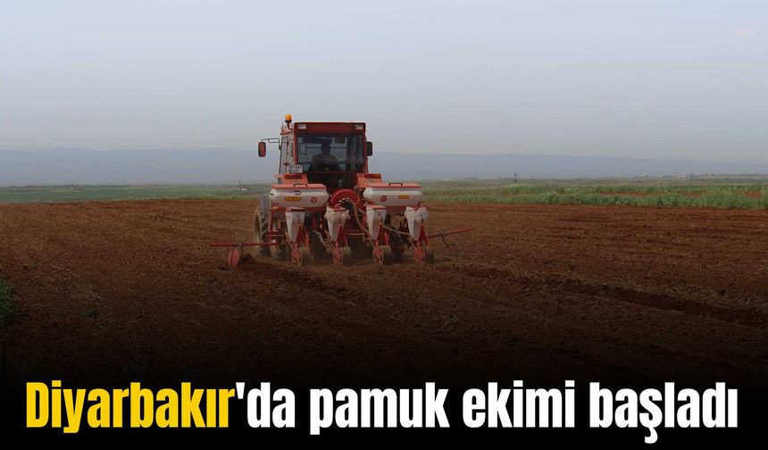 Diyarbakır'da pamuk ekimi başladı: Çiftçiler beklentilerini açıkladı