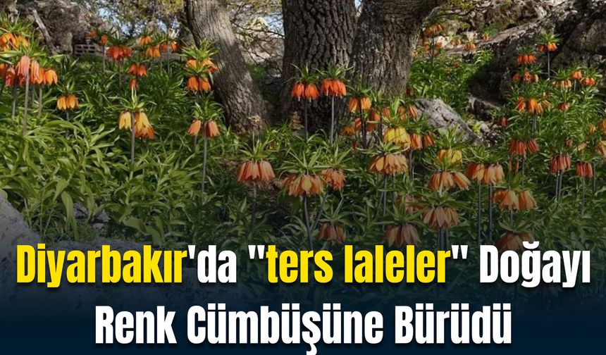 Diyarbakır'da "ters laleler" Doğayı Renk Cümbüşüne Bürüdü