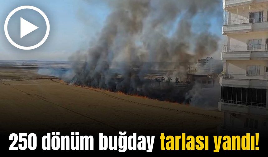 250 dönüm buğday tarlası alev alev yandı