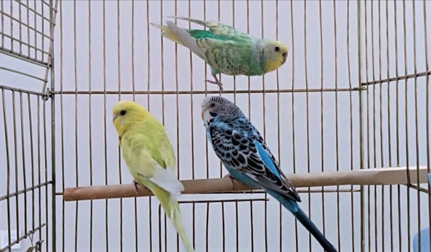 Muhabbet kuşunu bülbüle çeviren 5 öneri. Kuşun konuşmasını sağlayan tüyolar