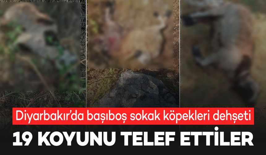 Diyarbakır’da sokak köpekleri 19 koyunu telef etti