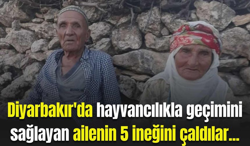 Diyarbakır'da hayvancılıkla geçimini sağlayan ailenin 5 ineğini çaldılar