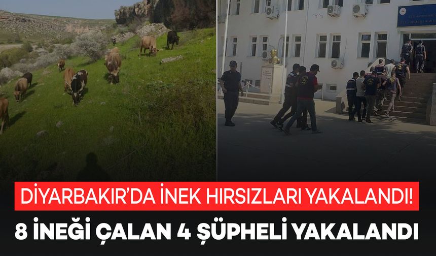 Diyarbakır’da inek hırsızları yakalandı!