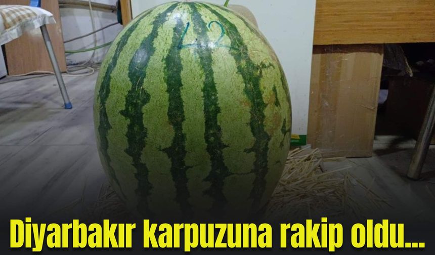 Diyarbakır karpuzuna rakip oldu