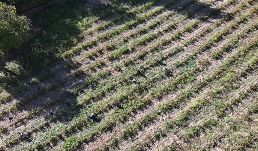 Diyarbakırlı öğretmen engebeli arazisinde aronya yetiştiriyor