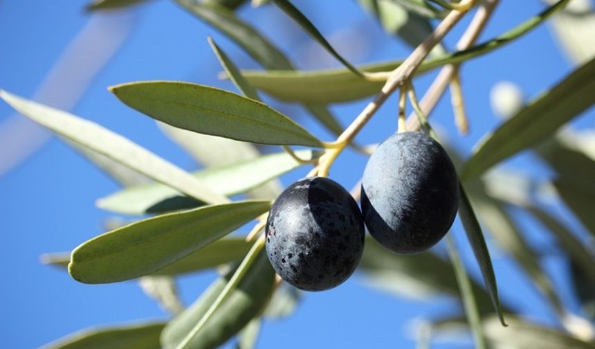 Marmarabirlik zeytin alım fiyatlarını açıkladı