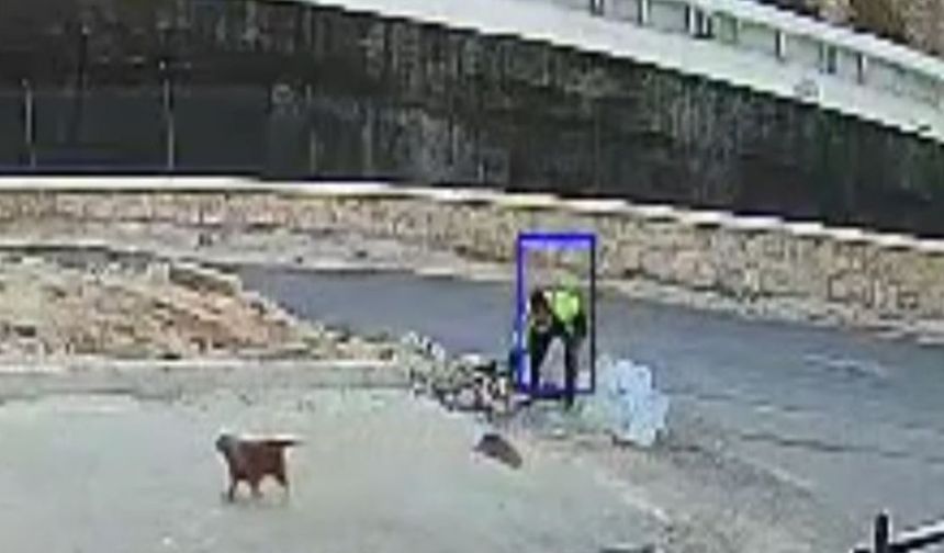 Şanlıurfa'da yavru köpeği parke taşıyla öldürdü! Şüpheli gözaltına alındı