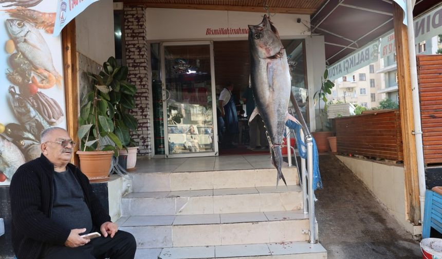 Adana’da balıkçı ağına insan boyunda orkinos takıldı