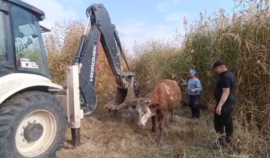 Bismil’de bataklığa saplanan inek kurtarıldı