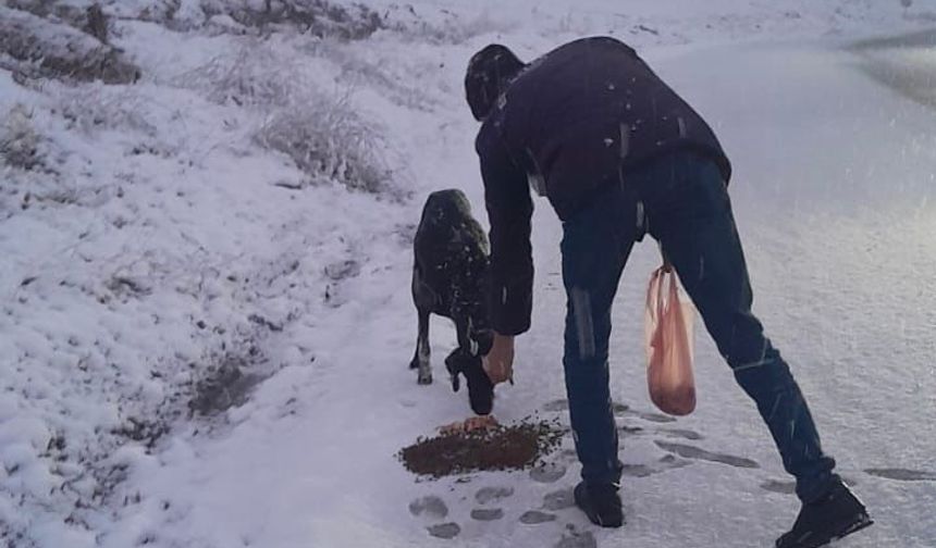 Eğil Belediyesi, karda can dostları unutmadı!