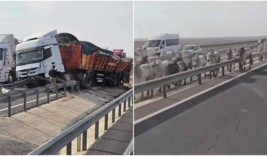 Tır kaza yaptı, büyükbaş hayvanlar yola çıktı